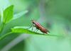 Ilione albiseta